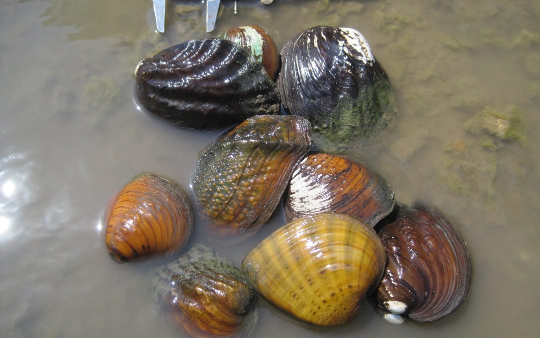 State-funded studies help federal agency remove two mussels from endangered species candidate list