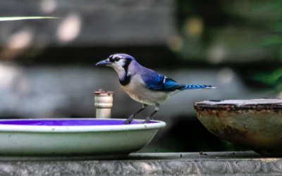 As a billion birds fly through Texas, they find a landscape quiet and still