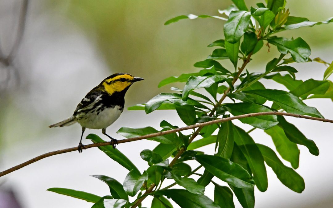 Photo of a golden-cheeked warbler on a branch