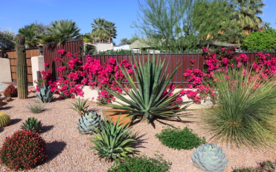 Cookie-cutter suburbs could help spread sustainable yards