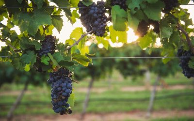 Look out Napa Valley, Texas Hill Country named among best wine regions in U.S.