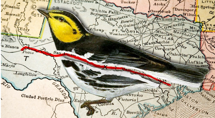 What’s in the way of this Texas pipeline? A cute songbird