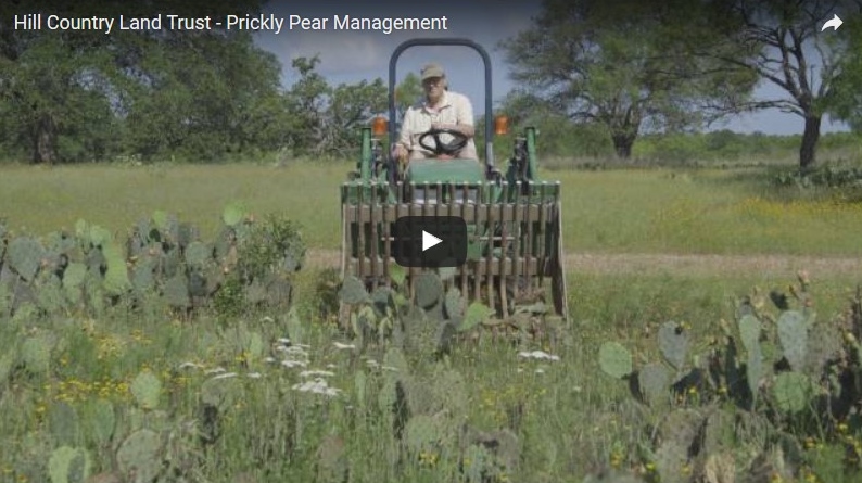 The Hill Country Land Trust releases first video in Land Steward Video Series: Prickly Pear Management