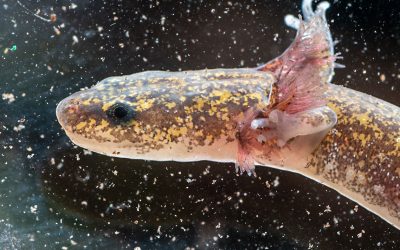 1,400-acre development near Hamilton Pool ignites push to protect salamander