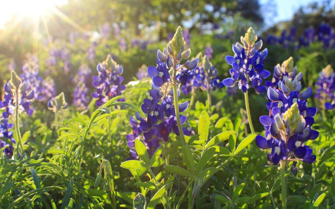 Pretty and powerful: six wildflowers that benefit Texas ecosystems