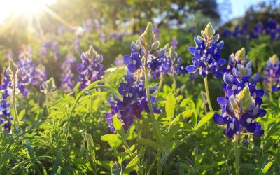 Pretty and powerful: six wildflowers that benefit Texas ecosystems