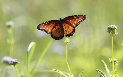 Scientists seek ways to help nature safeguard aquifer amid development