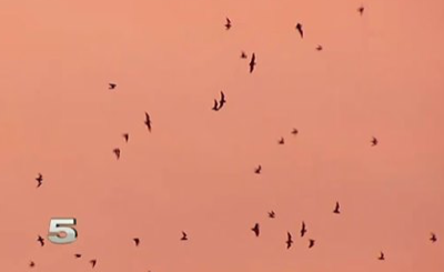 Energy company develops ultrasonic device to keep bats away from Texas windfarms