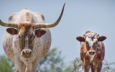 Hill Country Conservancy is now accepting pre-applications for funding of conservation easements through the Hill Country Headwaters Conservation Initiative
