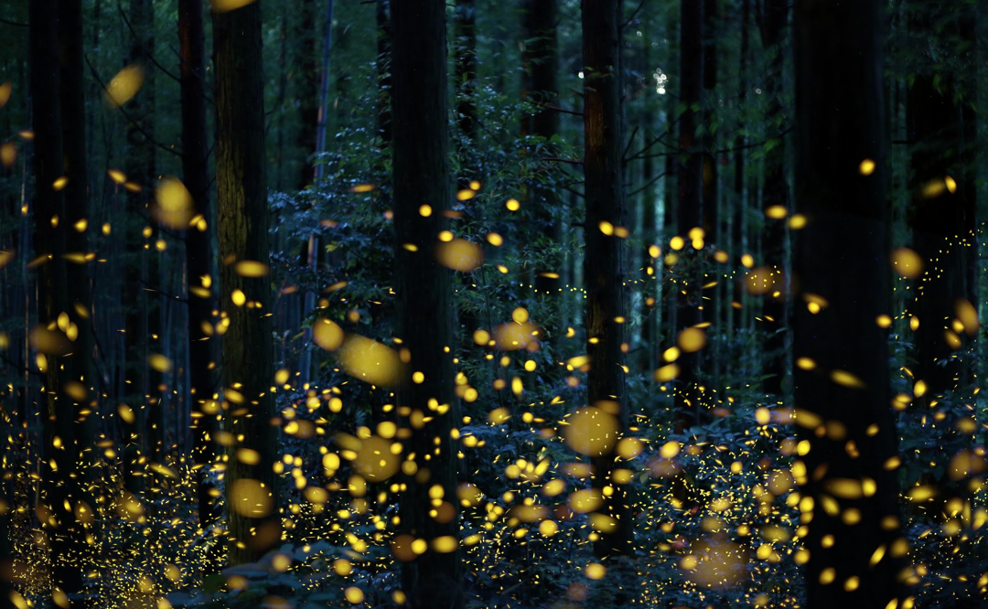 Fireflies have a mating problem: The lights are always on