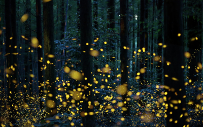 Fireflies have a mating problem: The lights are always on