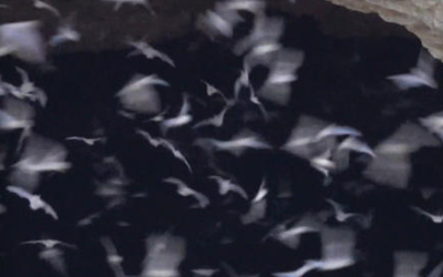 Nature up close: The largest bat colony in the world