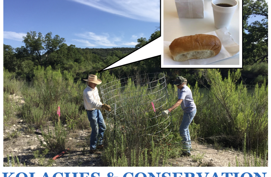 A man and a woman build fencing around a small tree in a riparian area. A thought bubble over the man's head shows a cup of coffee and a kolache. Text reads: Kolaches & Conservation.
