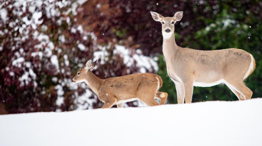 New research sheds light on lunar phase impact on white-tailed deer