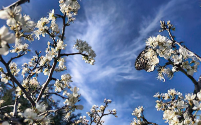 No flights cancelled for birds or butterflies