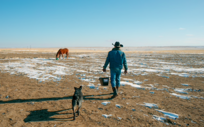 Expanding efforts to keep ‘cows over condos’ are protecting land across the West
