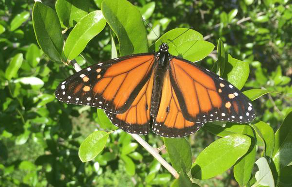 How to help monarch butterflies without accidentally luring them to their deaths