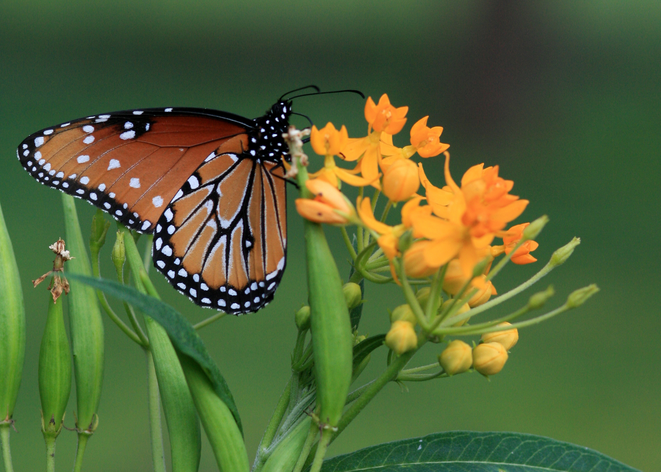 Eastern monarch butterfly population plunges below extinction threshold