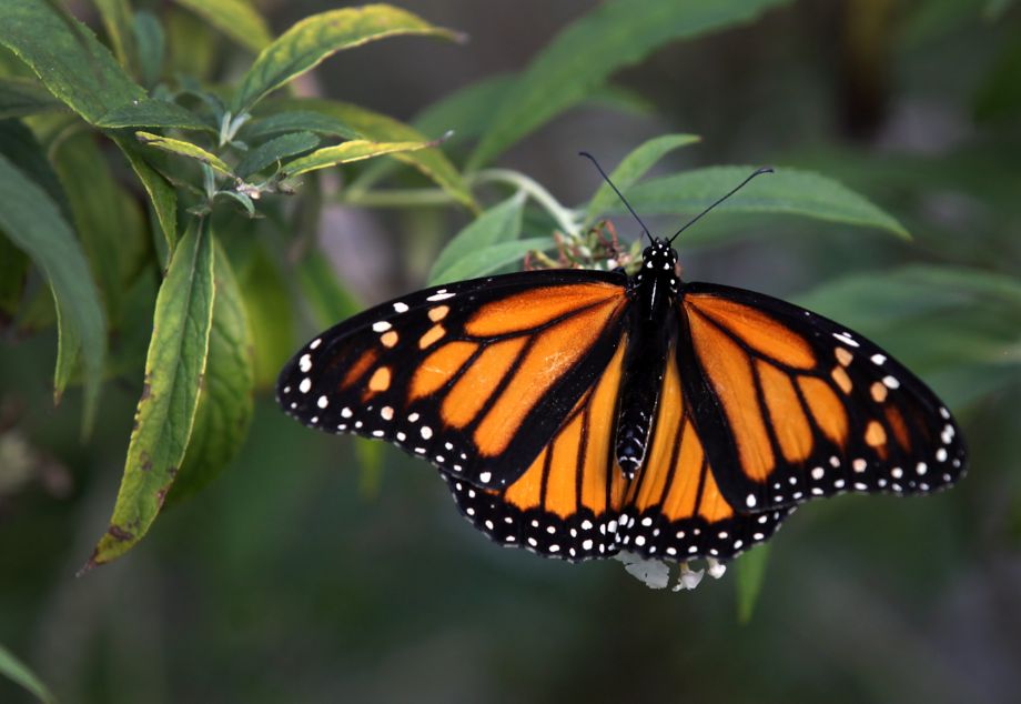 State Comptroller approves $300,000 to investigate monarch decline