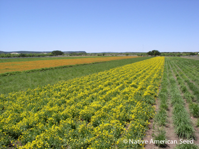 Nurseryman Bill Neiman harvests native seed to restore Texas prairies