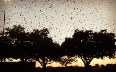 County to turn off lights in summer and fall to protect songbirds