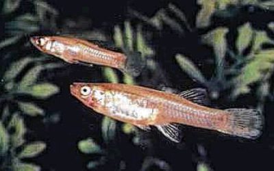 Loss of a fish affirms fears about growth