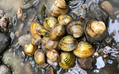 Six Texas freshwater mussels proposed for Endangered Species Act Protection