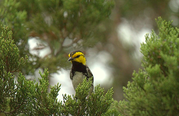 Judge rules Golden-cheeked Warbler should stay on endangered species list