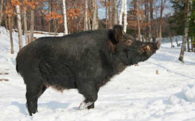 Huge feral hogs invading Canada, building ‘pigloos’ as they go