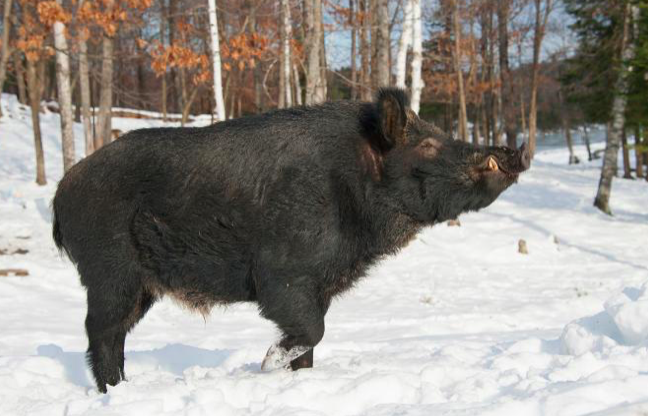 Huge feral hogs invading Canada, building ‘pigloos’ as they go