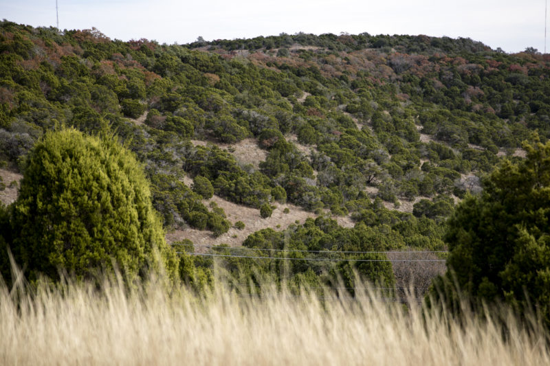 Ecologist challenges the myths about Cedar, Texas’ most hated tree