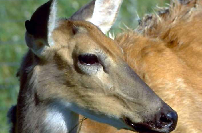 Chronic wasting disease found for first time in wild Texas white-tail deer