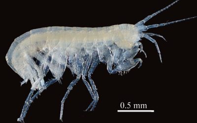 New species described at Jacob’s Well honors David Baker