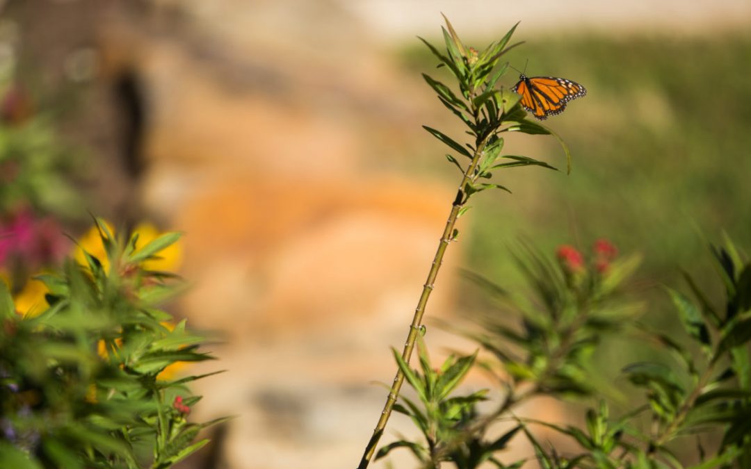 Monarch Observers Expect Largest Migration in a Decade