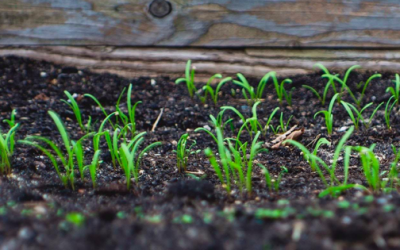 Agriculture science looking downward for the future of feeding the world
