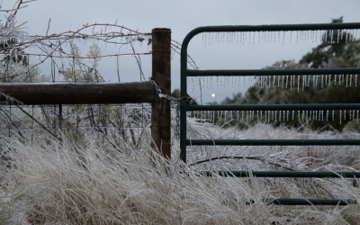 36 more deaths attributed to February 2021 snowstorm, raising total to 246