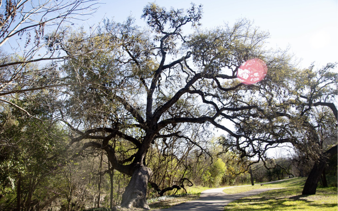 The trail along Shoal Creek was once used by Comanches and other Indigenous tribes in the region.