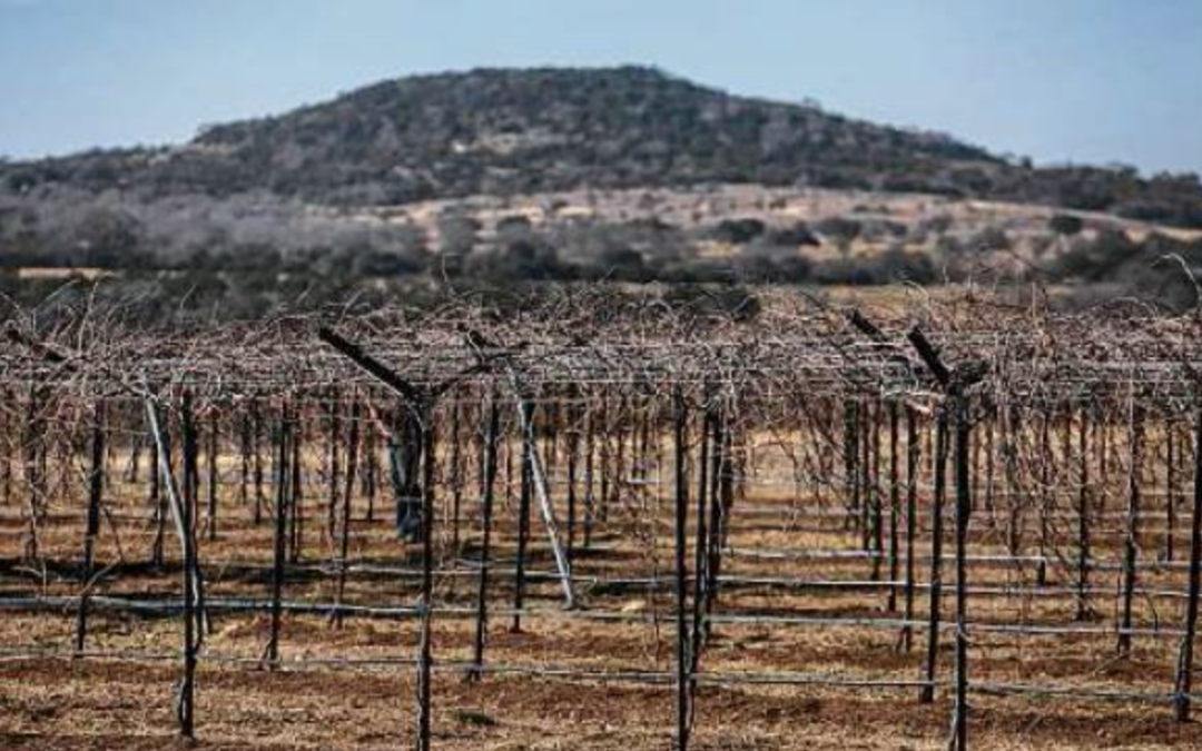 Photos by Josie Norris / Staff photographer Today, grapes grow on about 1,500 acres of Hill Country land.
