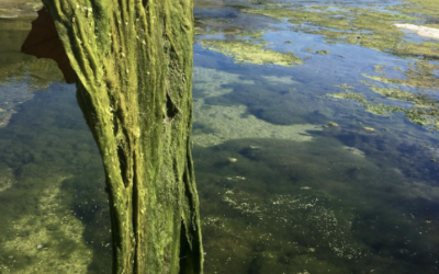 You can get a permit to dump treated wastewater into Barton Creek. Some are trying to change that.