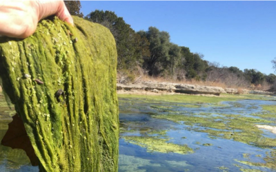 How discharged wastewater is feeding massive Hill Country algae blooms