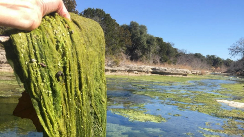 Algae bloom in South San Gabriel River downstream of the Liberty Hill wastewater plant