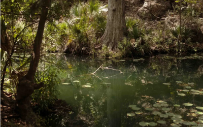 Deal to preserve Honey Creek moves forward with Texas Parks and Wildlife approval