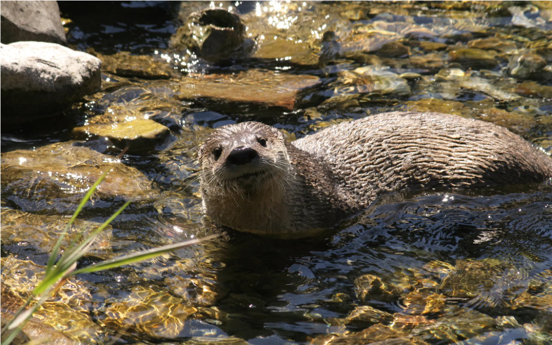 Photo of a river otter laying in shallow river water