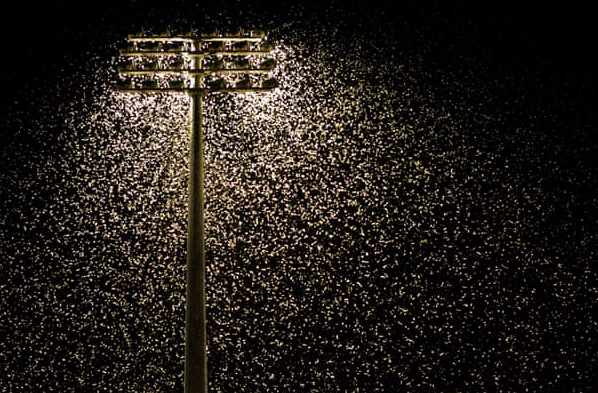 Light pollution is key ‘bringer of insect apocalypse’