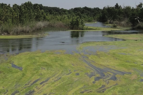 Image of algal bloom in Hill Country River