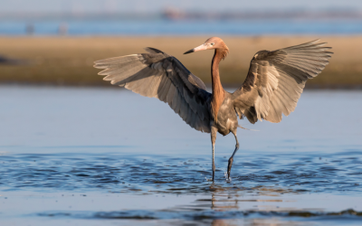 U.S. House Natural Resources Committee passes landmark wildlife conservation bill out of committee