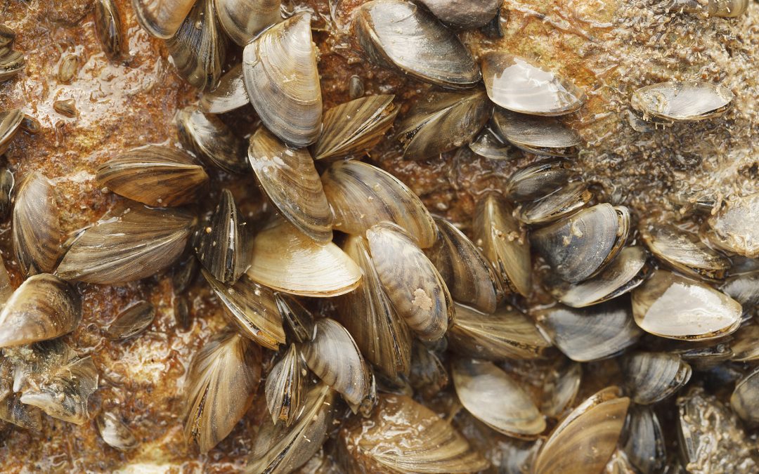 Zebra mussels spotted in Lady Bird Lake; Lake Austin now ‘infested’