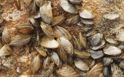 Marble Falls, Granger added to statewide list of lakes infested with Zebra Mussels