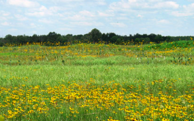 Rare native prairie near Texarkana preserved by family, conservation groups