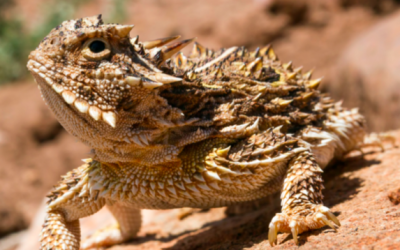 Recovering America’s Wildlife Act